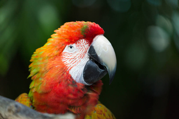 retrato de un loro tropical colorido
  - Foto, Imagen