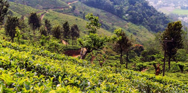 Τσάι πράσινο θάμνος Highlands Σρι Λάνκα. Τσάι Nuwara Eliya λόφους κοιλάδα τοπίο πανοραμική θέα. Πράσινο μπουμπούκι τσαγιού και φρέσκα φύλλα. Φυτεία στη Σρι Λάνκα. - Φωτογραφία, εικόνα