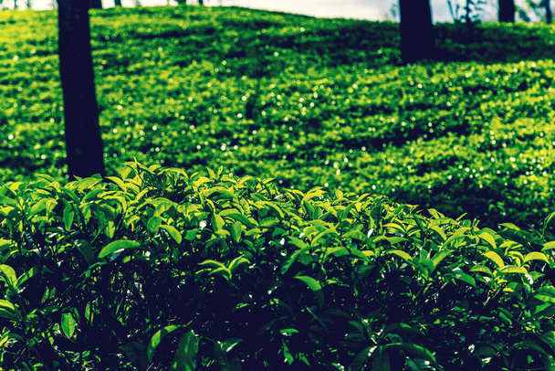 Tè verde cespuglio Highlands Sri Lanka. Tea Nuwara Eliya colline valle paesaggio vista panoramica. Bocciolo di tè verde e foglie fresche. Piantagione in Sri Lanka
. - Foto, immagini