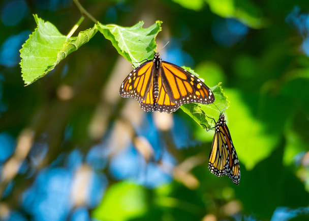 motyle monarcha podczas migracji - Zdjęcie, obraz