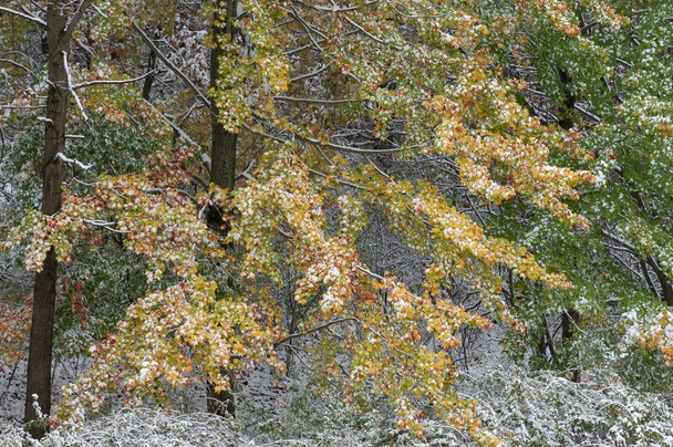 Herbst Landschaft aus Schnee beflockten Bäumen, Yankee Springs State Park, Michigan, USA - Foto, Bild