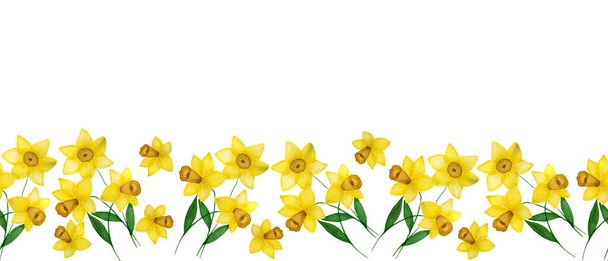 ダフォディルの花とシームレスな装飾の境界線、水彩春のダフォディルの花とコピースペースとバナーデザイン、美しい春の花の装飾 - 写真・画像