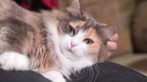 stroking a furry cat close-up lying on his lap. selective focus. Pets animals - Footage, Video