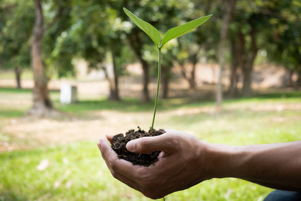 El joven que sostiene el árbol de siembra para plantar en el jardín para preservar el concepto de medio ambiente, la naturaleza, el mundo, la ecología y reducir la contaminación del aire
. - Foto, imagen