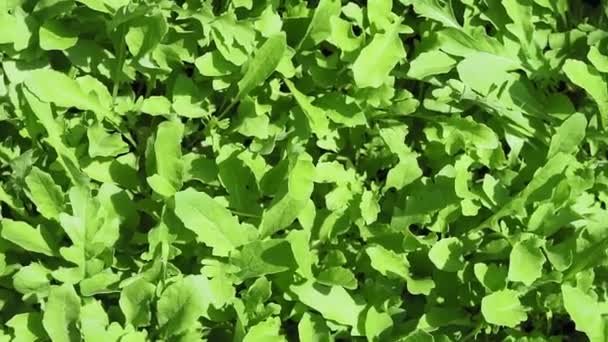 growing fresh arugula salad outdoors. healthy organic vegetables - Πλάνα, βίντεο