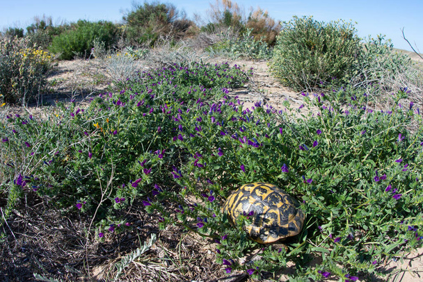 Breedtegraad van de schildpad van Hermann (Testudo hermanni) - Foto, afbeelding