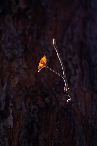 秋の太陽の光は、乾燥した葉を持つリンゴの木の枝に落ちます。松の背景に枝のクローズアップ。選択的焦点 - 写真・画像