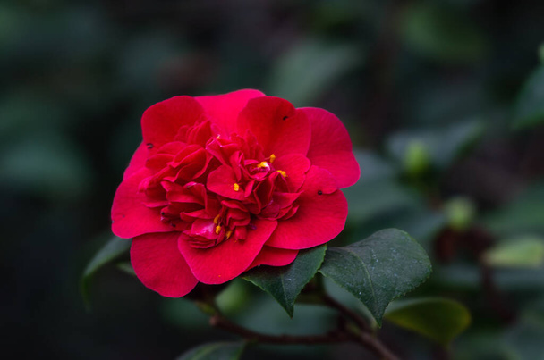 Kwiaty Camellia. Wieczna zieleń. Rodziny herbaty (Theaceae). Przyroda. - Zdjęcie, obraz