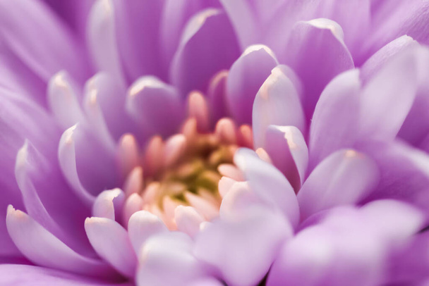 Blooming chrysanthemum or daisy flower, close-up floral petals as botanical background, macro - 写真・画像