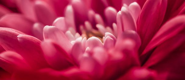 Blooming chrysanthemum or daisy flower, close-up floral petals as botanical background, macro - Photo, Image