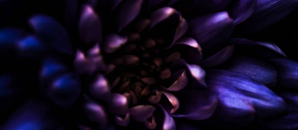 Квітуча хризантема або ромашкова квітка, крупним планом квіткові пелюстки як ботанічний фон, макро
 - Фото, зображення