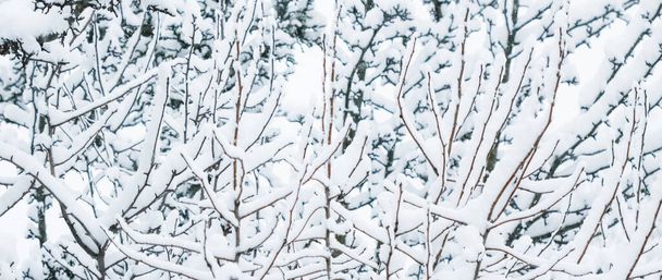 Χιονισμένα δέντρα στο δάσος, τη χειμερινή φύση και την εποχή των διακοπών έννοια - Φωτογραφία, εικόνα