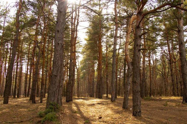 road in the coniferous forest on a spring sunny day in Ukraine - Foto, imagen