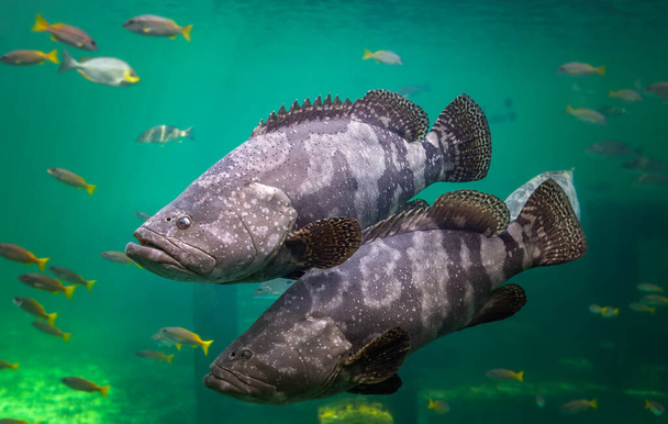 mero gigante o pez mero manchado marrón nadando bajo el agua verde del mar con iluminación solar. - Foto, imagen