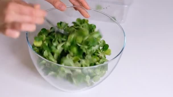 Potraviny: listy kukuřičného salátu z jehněčího salátu. Zpomalené video. Zavřít - Záběry, video
