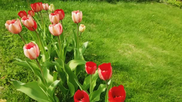 Schöne bunte rote Tulpenblüten blühen im Frühlingsgarten. Dekorative Tulpenblüte im Frühling - Filmmaterial, Video