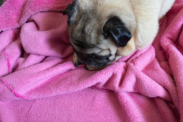 pug paws on a pink bathrobe close-up - Photo, Image