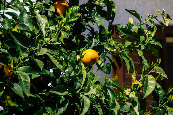 View of various oranges growing in the streets of Paphos in Cyprus - Valokuva, kuva