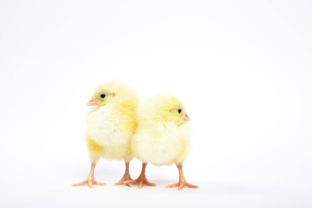 Chicken on a white isolated background. Beautiful yellow chick - Foto, Bild