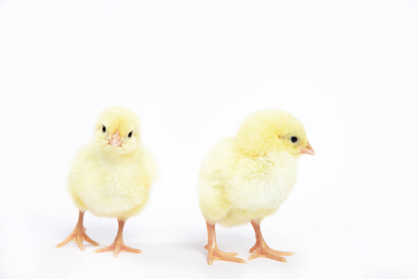 A lot of little chickens on a white background in isolation. - Photo, Image