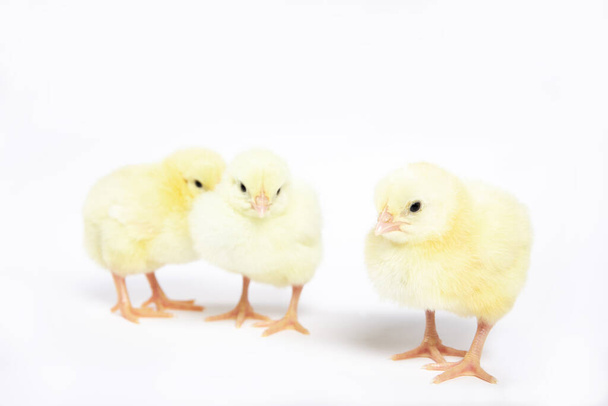 A lot of little chickens on a white background in isolation. - Photo, Image