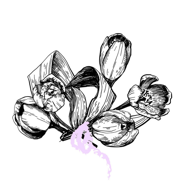 Szett tavaszi virágok tulipán ágak. Ceruza vázlat gyűjtemény vektor illusztráció - Vektor, kép