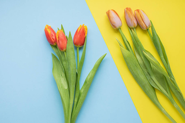 Розовые тюльпаны на разноцветных бумажных задниках с пространством для копирования. Весна, лето, цветы, цветовая концепция, женский день
 - Фото, изображение