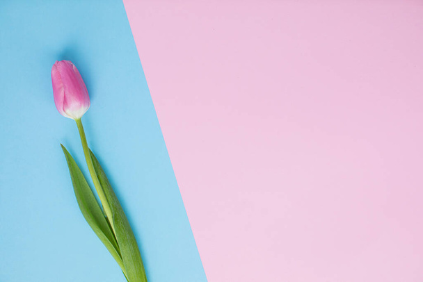 Hermosos tulipanes rojos sobre fondos de papel multicolores con espacio para copias. Primavera, verano, flores, concepto de color, día de la mujer
 - Foto, imagen