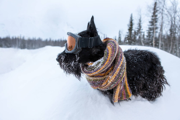 Кумедний шотландський тер'єр-собака одягнув лижну маску і шарф кольору на сніговому тлі і в лісі. Лижний курорт . - Фото, зображення