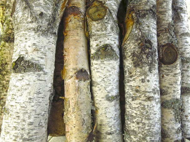 березовые бревна крупным планом, сложенные в кучу
 - Фото, изображение