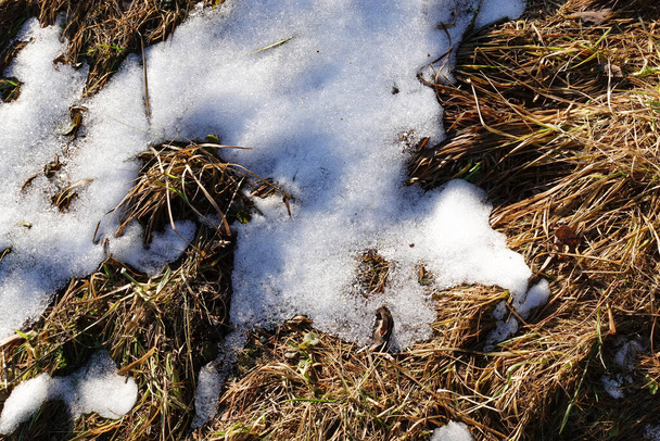 Śnieg prawie zniknął. Przez odwilż śniegu widać suchą trawę. Wczesna wiosna - Zdjęcie, obraz