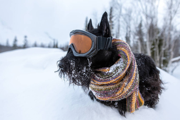 Divertido perro terrier escocés vestido máscara de esquí y bufanda de color sobre un fondo de nieve y bosque. Estación de esquí
 . - Foto, Imagen
