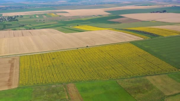 Vliegende drone over landbouwvelden, zomer platteland - Video