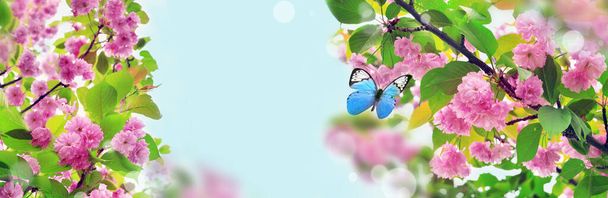 Třešňové květy na rozmazaném přírodním pozadí. Jarní květiny. Jarní pozadí s bokeh. Motýl. - Fotografie, Obrázek