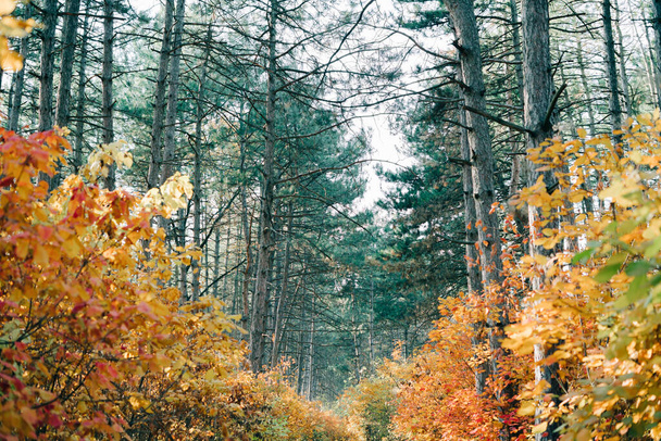 hermoso bosque de pinos con follaje colorido en los árboles
 - Foto, imagen