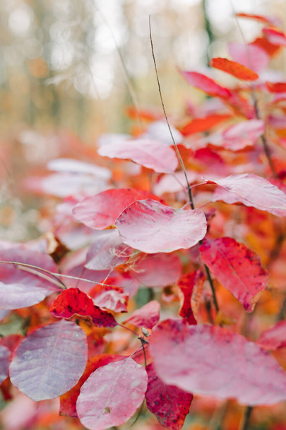 hermoso follaje rojo en los árboles en otoño i
 - Foto, Imagen