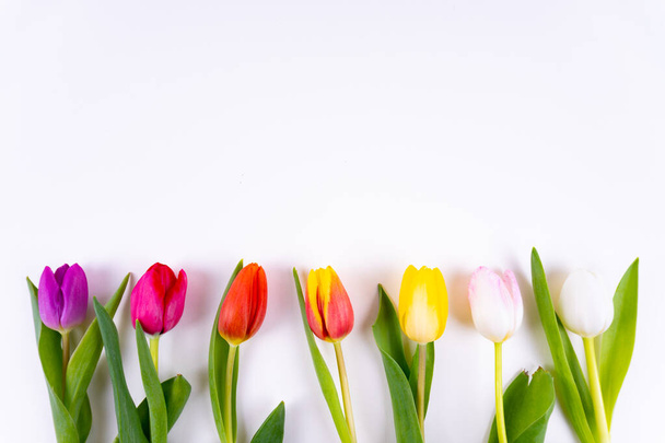 Colorful tulips laying in a row on white background with copy space - Foto, Bild