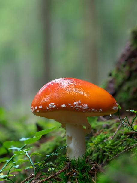Amanita Muscaria, jedovatá houba. Fotografie byla pořízena v přírodním lese pozadí, jedna skvrnitá muchomůrka v lese. - Fotografie, Obrázek