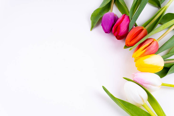 Tulipanes coloridos colocados en un círculo sobre fondo blanco con espacio para copiar
 - Foto, Imagen
