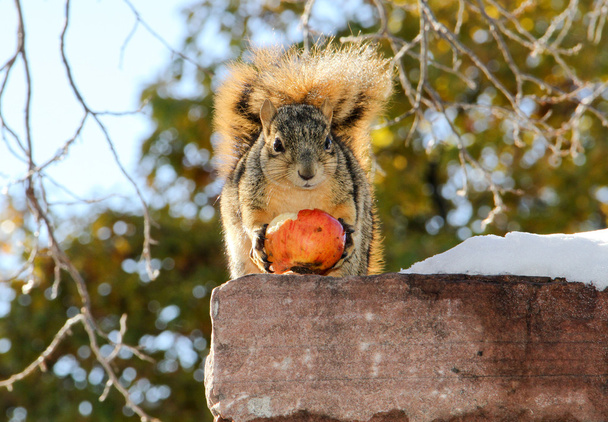 Eichhörnchen hält Winterapfel - Foto, Bild