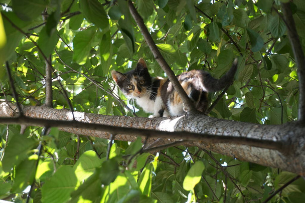 Tricolor little cat sits on a tree - Фото, изображение