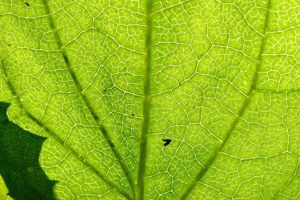 green leaf vein - Photo, Image