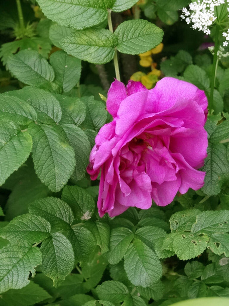 rosa escuro brilhante perfumado rosa flor de quadril entre as folhas verdes
 - Foto, Imagem