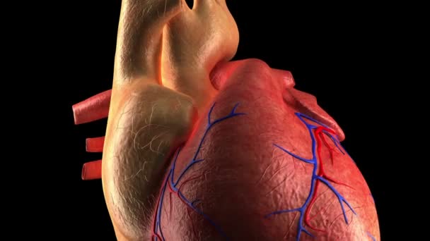 Corazón de anatomía - Latido del corazón humano - Primer plano
 - Metraje, vídeo