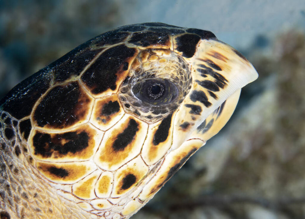 Κλείσιμο της χελώνας Hawksbill (Eretmochelys imbricata) - Bonaire - Φωτογραφία, εικόνα