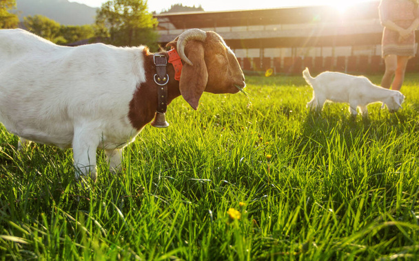Anglo nubian / boer goat mutton, grazing on green spring meadow, small kid and blurred farm with strong backlight in background - Foto, Imagen