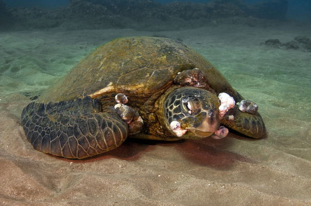 άρρωστος Πράσινη θαλάσσια χελώνα - Φωτογραφία, εικόνα