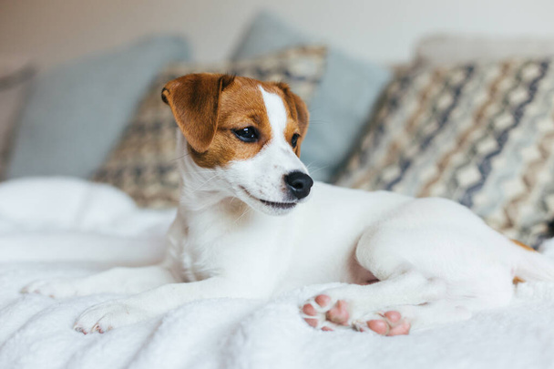 Adorable puppy Jack Russell Terrier laying on the white blanket. Portrait of a little dog. - Φωτογραφία, εικόνα