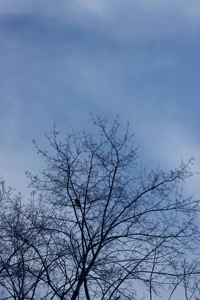 Δέντρο κλαδιά ενάντια στον γαλάζιο ουρανό. Αφηρημένο φόντο της φύσης, χώρος για κείμενο. - Φωτογραφία, εικόνα