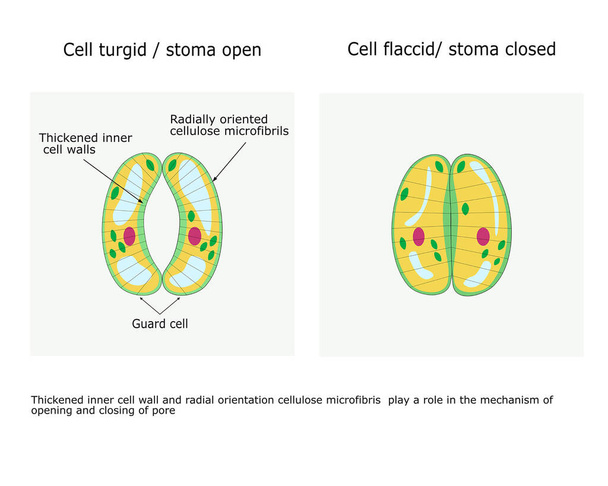 Structure du complexe stomatique, ouverture et fermeture stoma.Illustration pour cours de biologie et de science
 - Vecteur, image